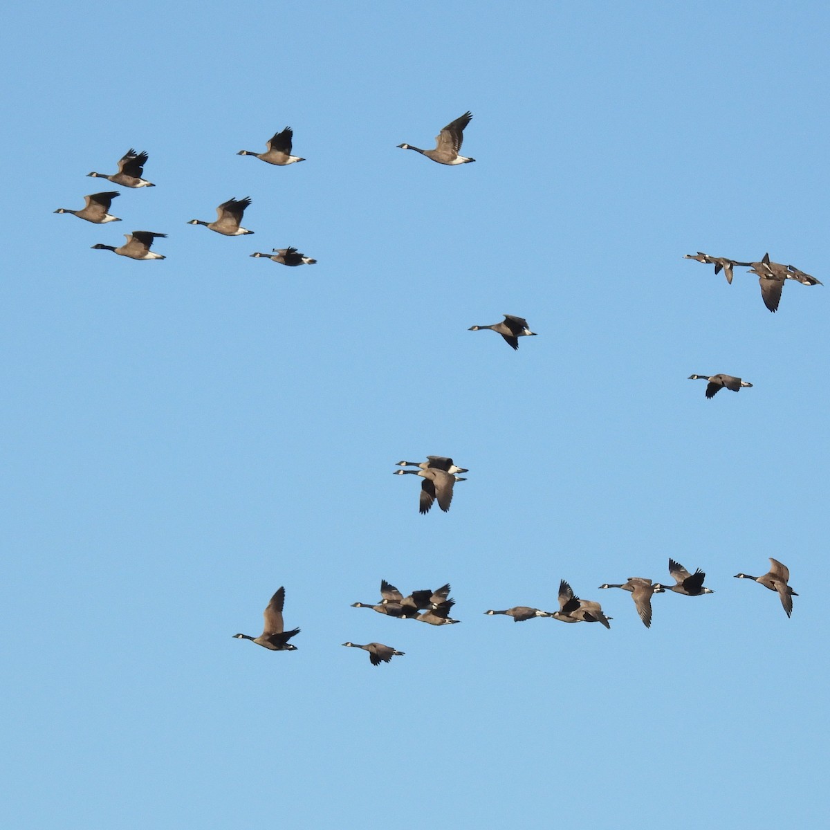 Canada Goose - ML642988657