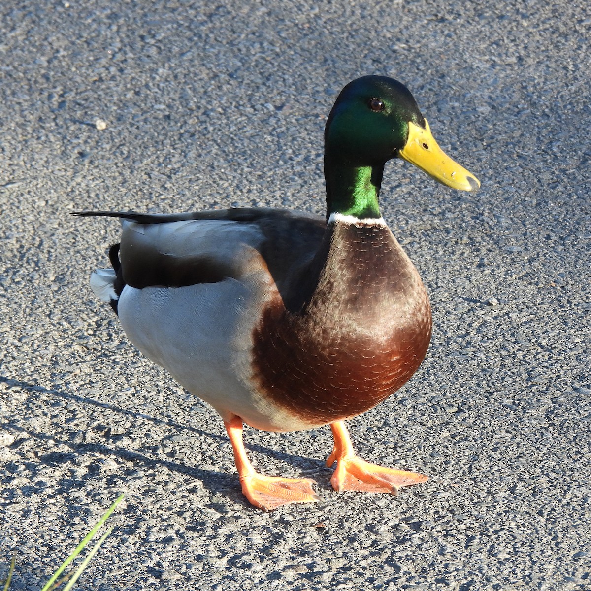Mallard - ML642988658
