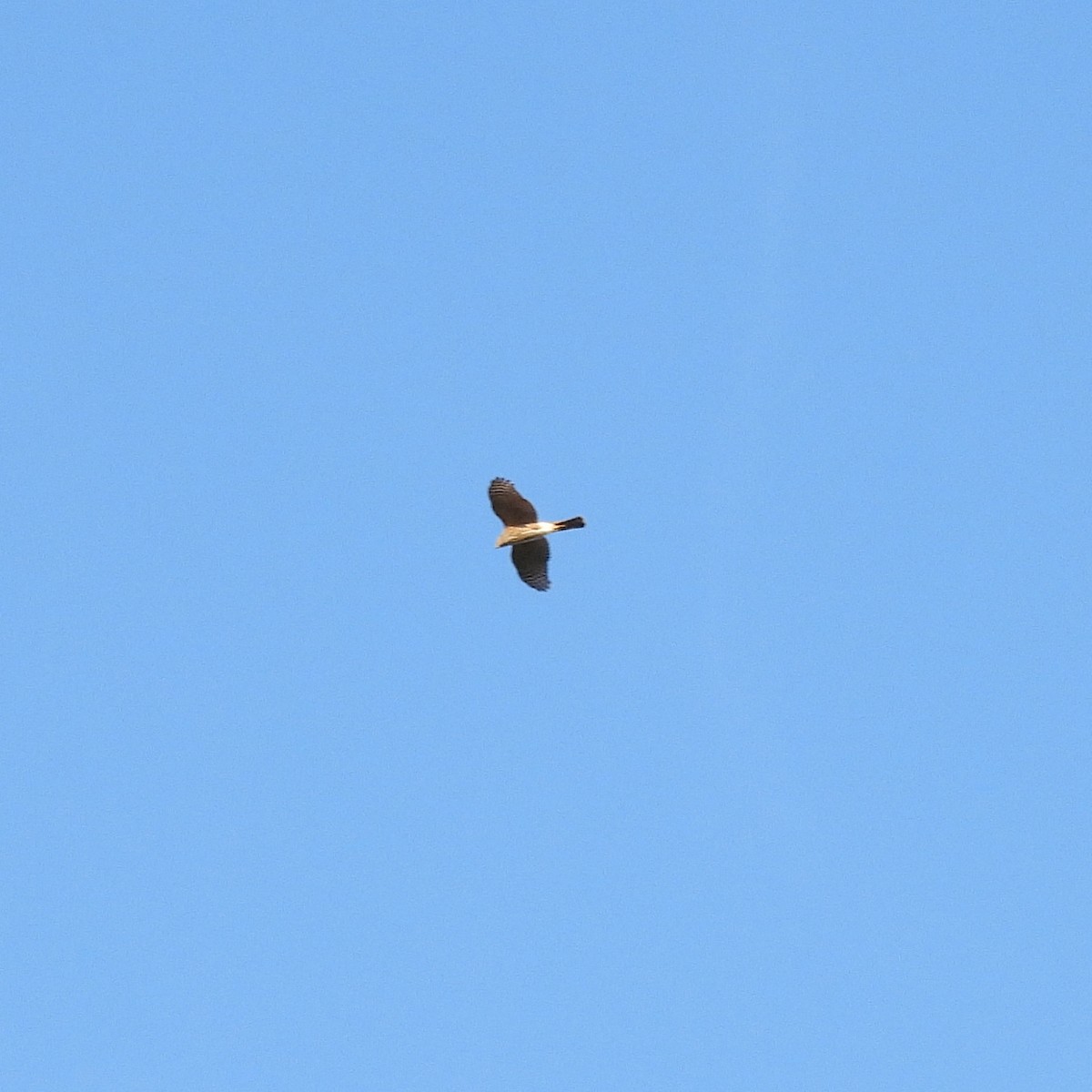 Sharp-shinned Hawk - ML642988661