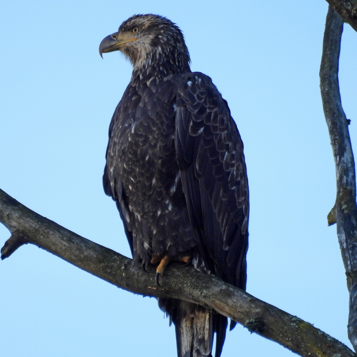 Bald Eagle - ML642988667