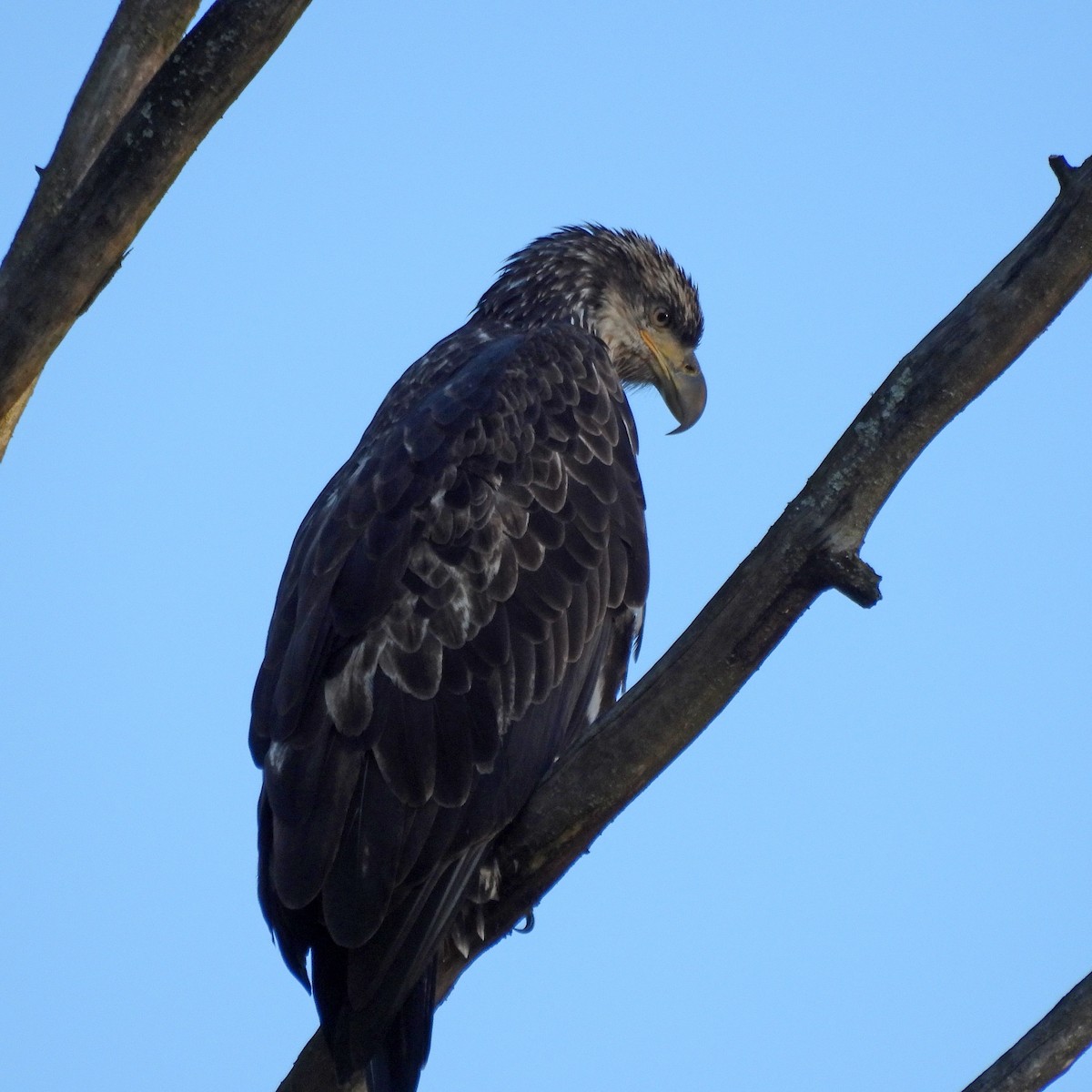 Bald Eagle - ML642988668