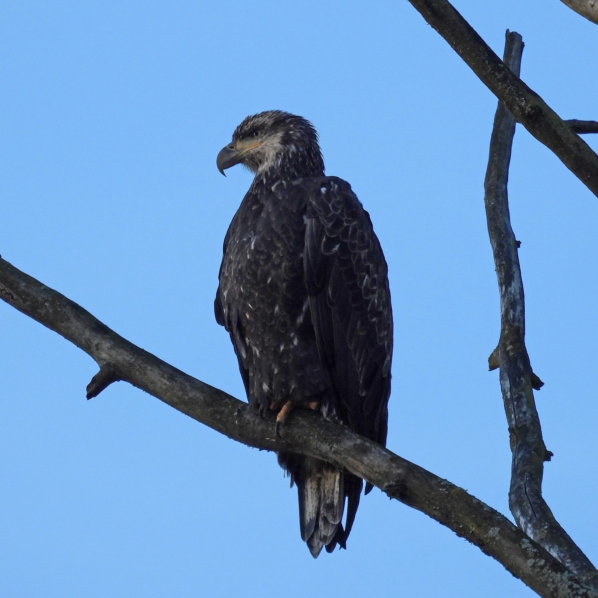 Bald Eagle - ML642988669