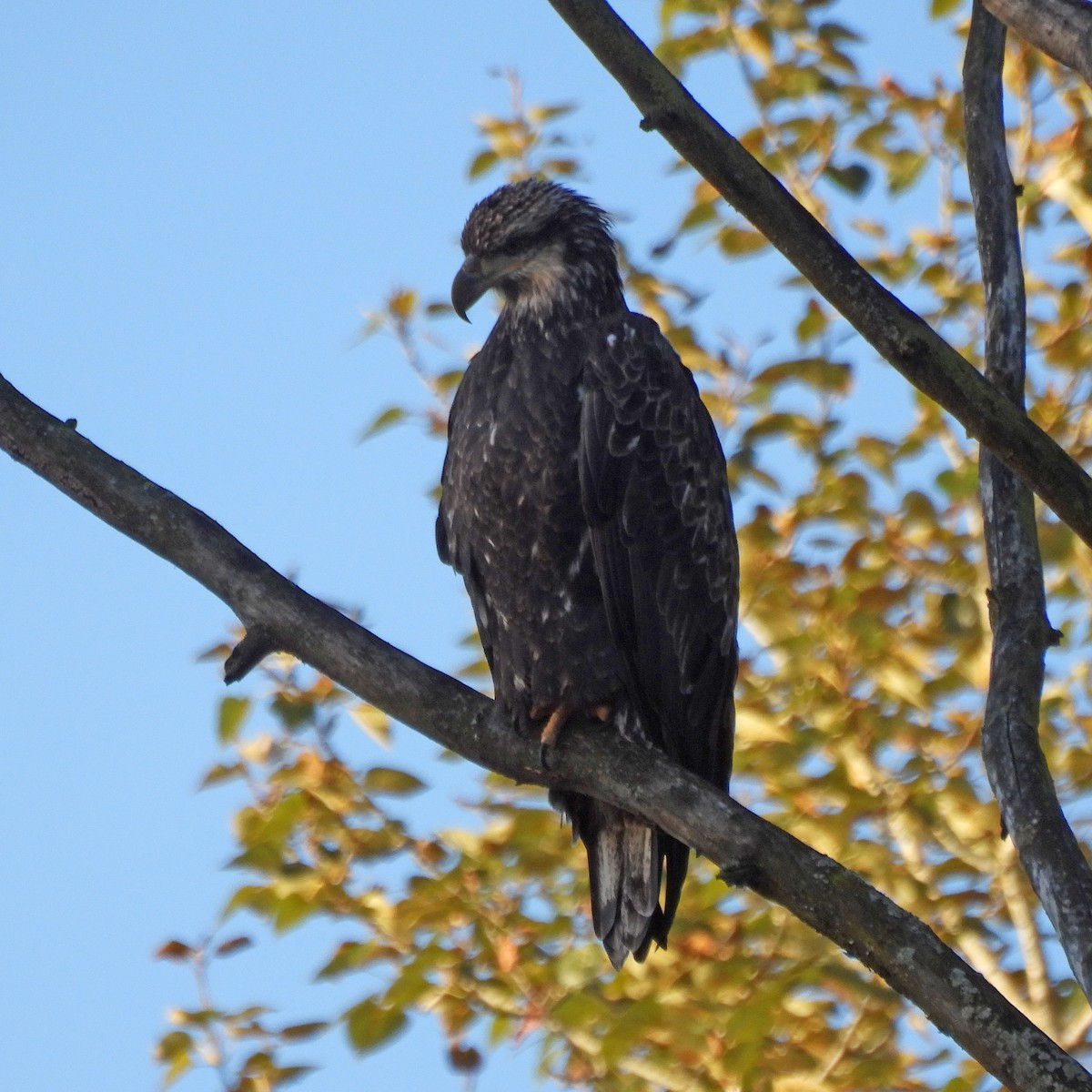 Bald Eagle - ML642988670