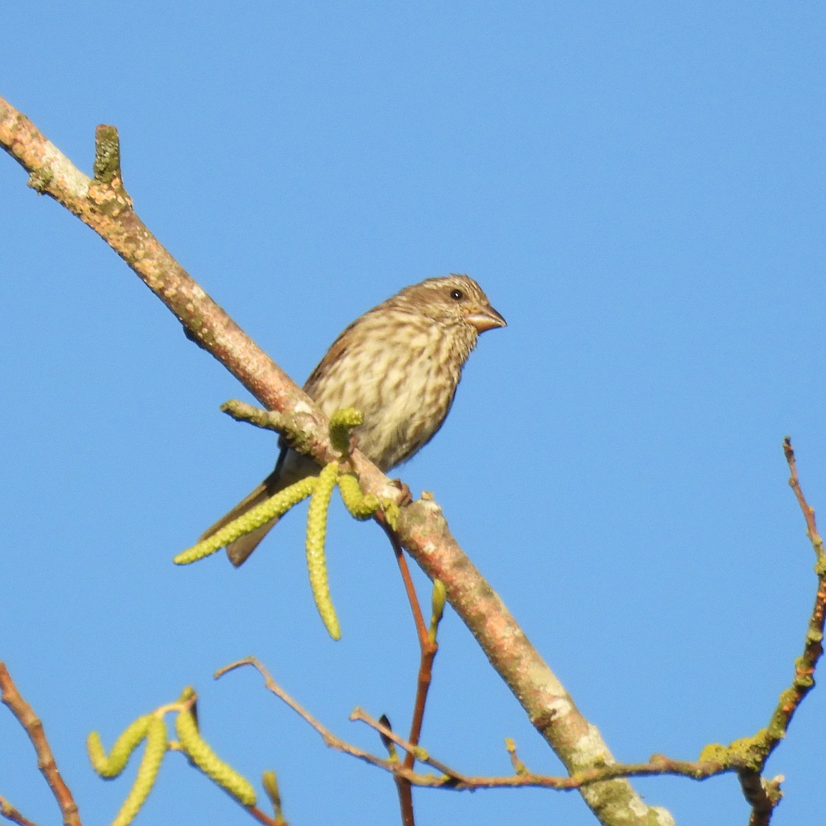 Purple Finch - ML642988672