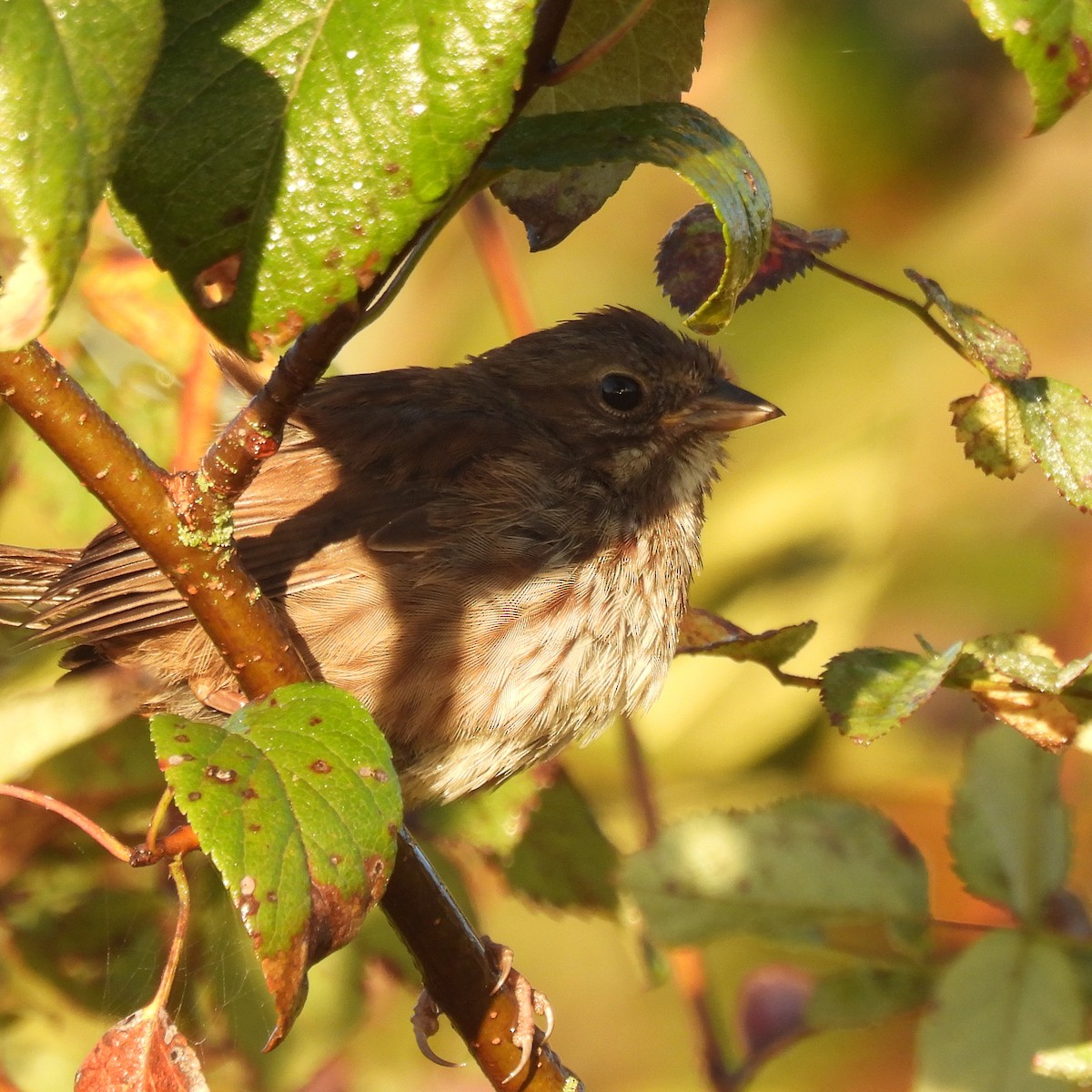 Song Sparrow - ML642988677