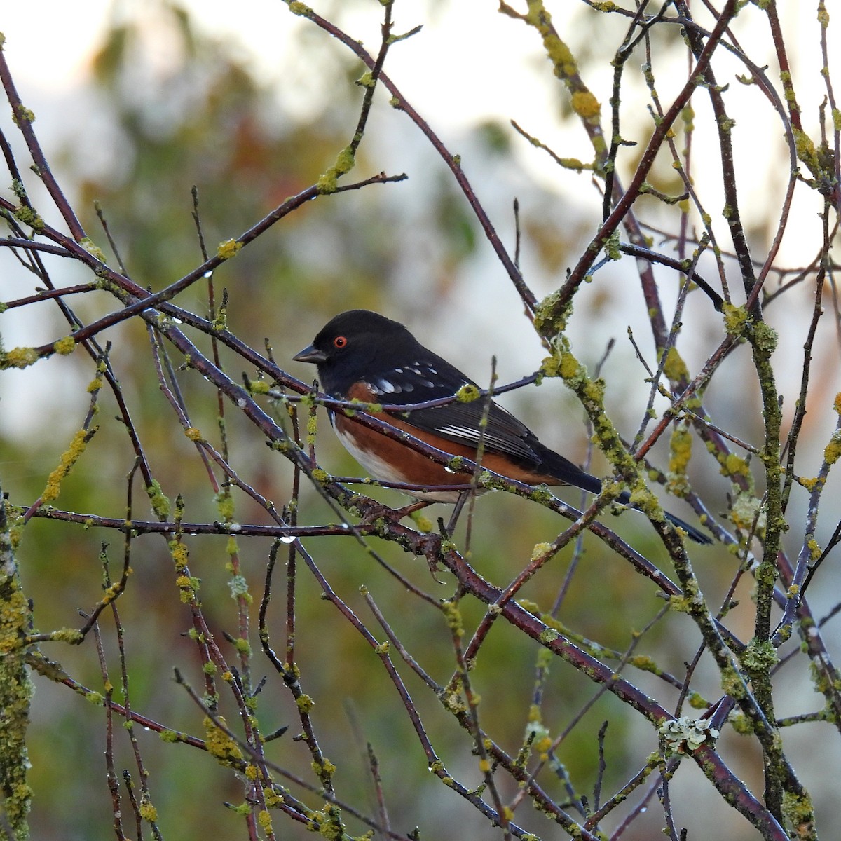 Spotted Towhee - ML642988682