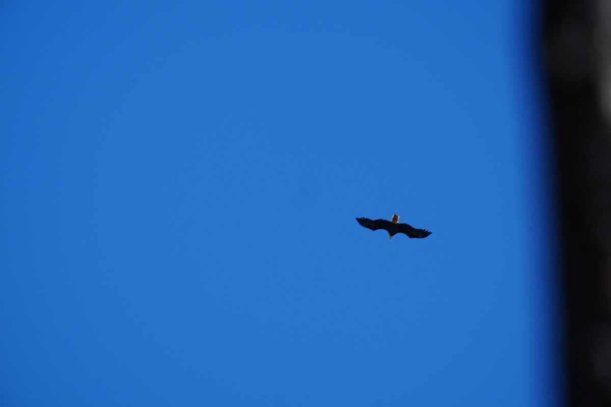 Bald Eagle - ML642988686