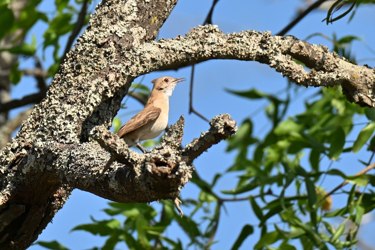 Crested Hornero - ML642988688