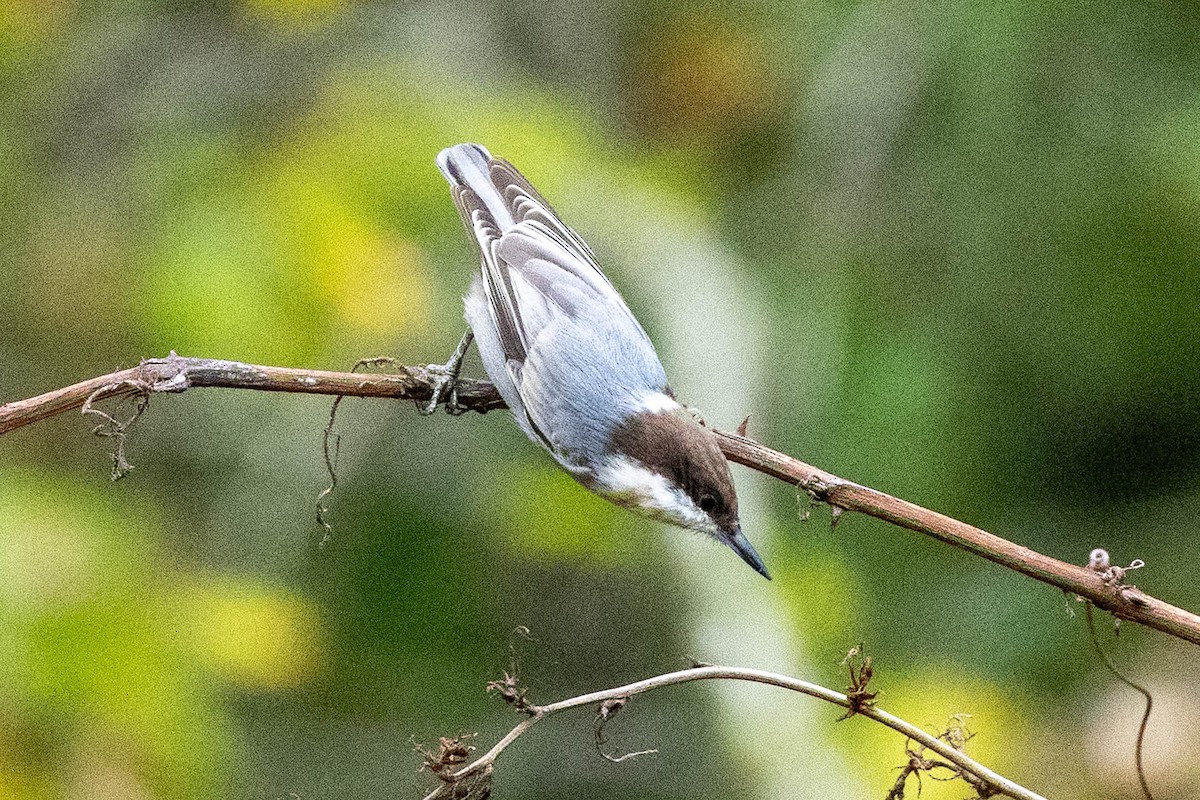 Brown-headed Nuthatch - ML642988690