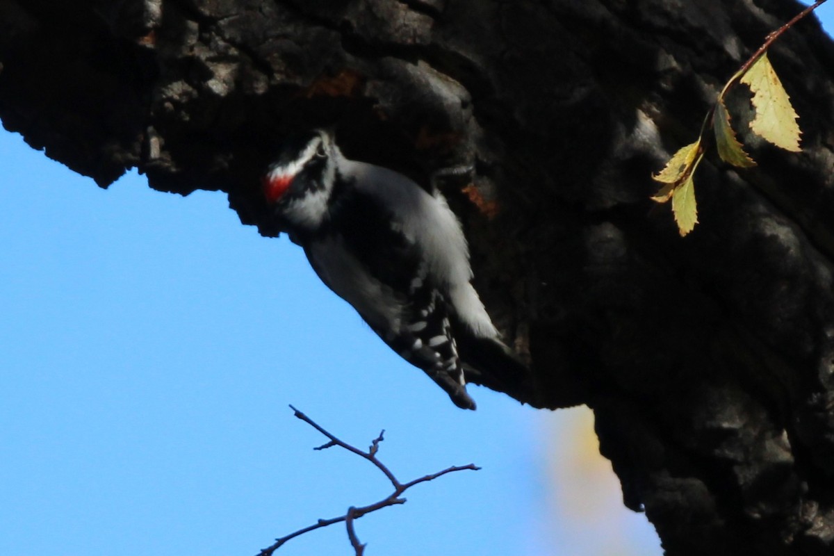 Downy Woodpecker - ML642988695