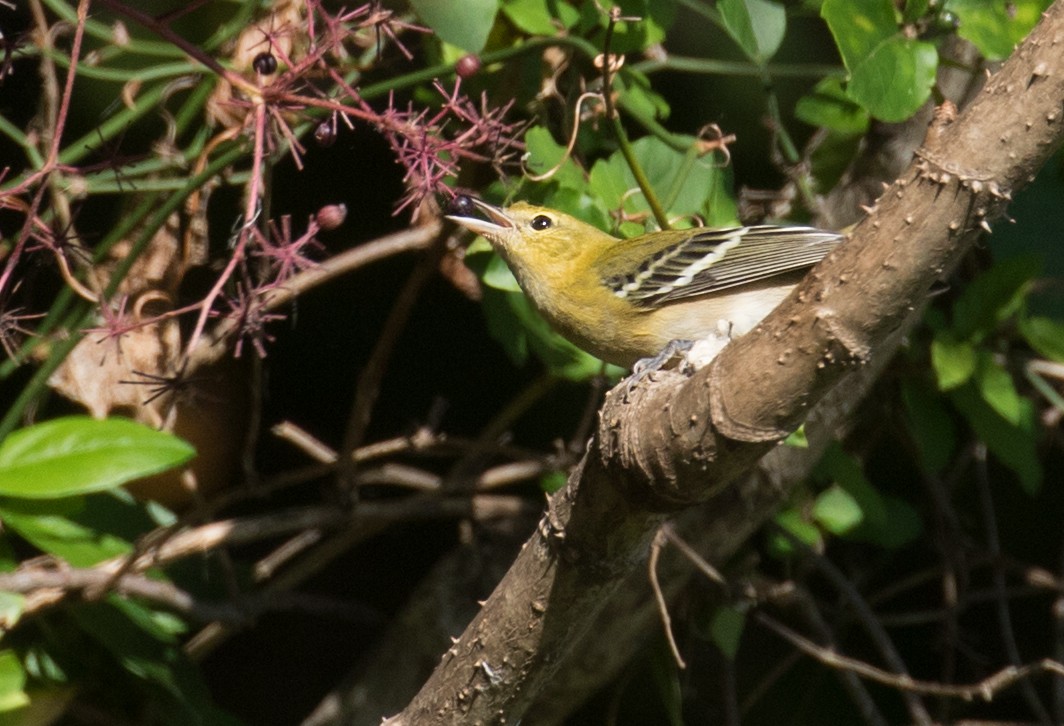 Bay-breasted Warbler - ML642988697