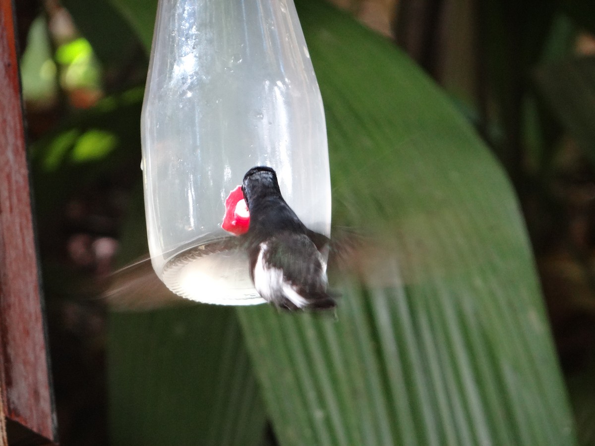 Black Jacobin - ML642988702
