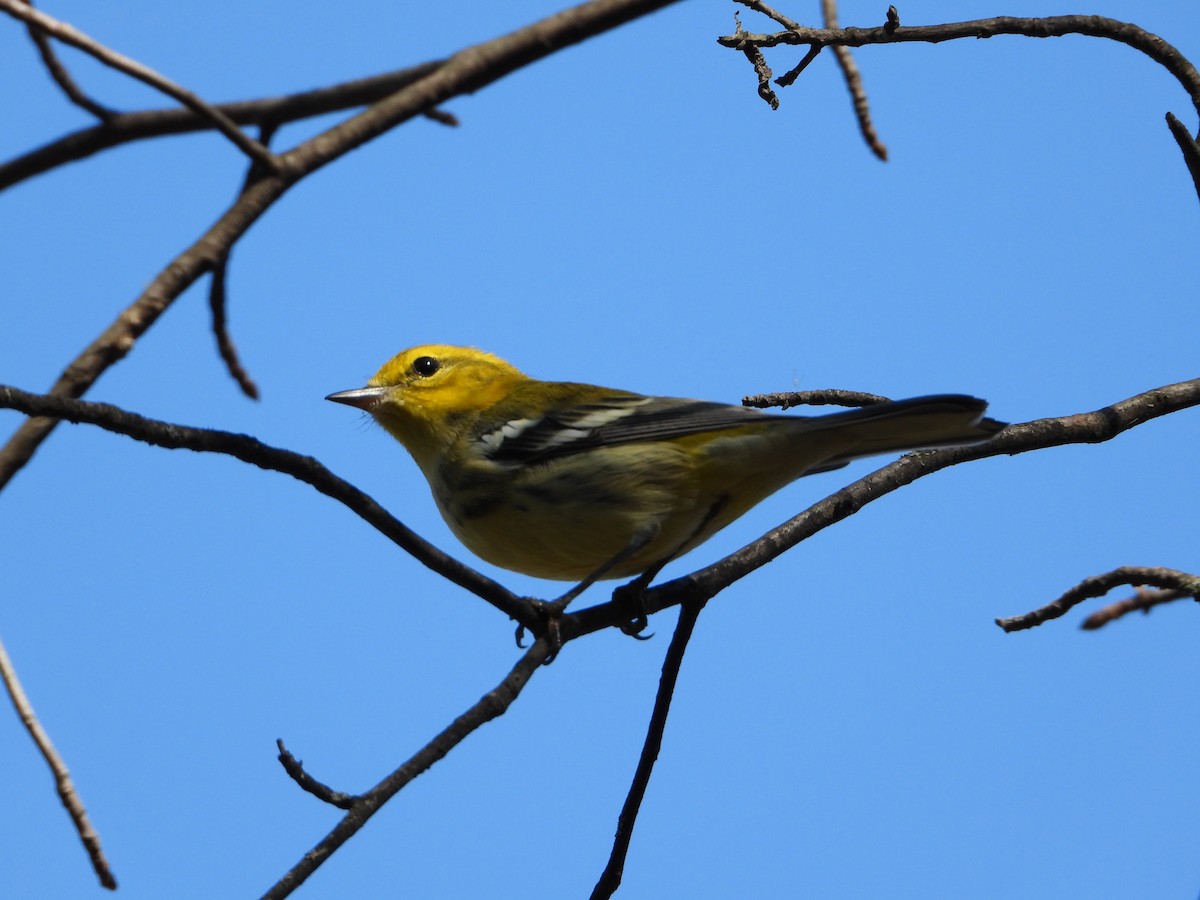 Black-throated Green Warbler - ML642988709