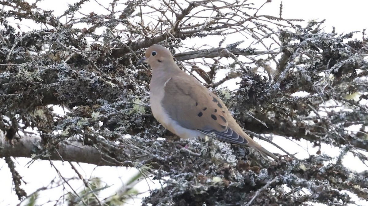Mourning Dove - ML642988710