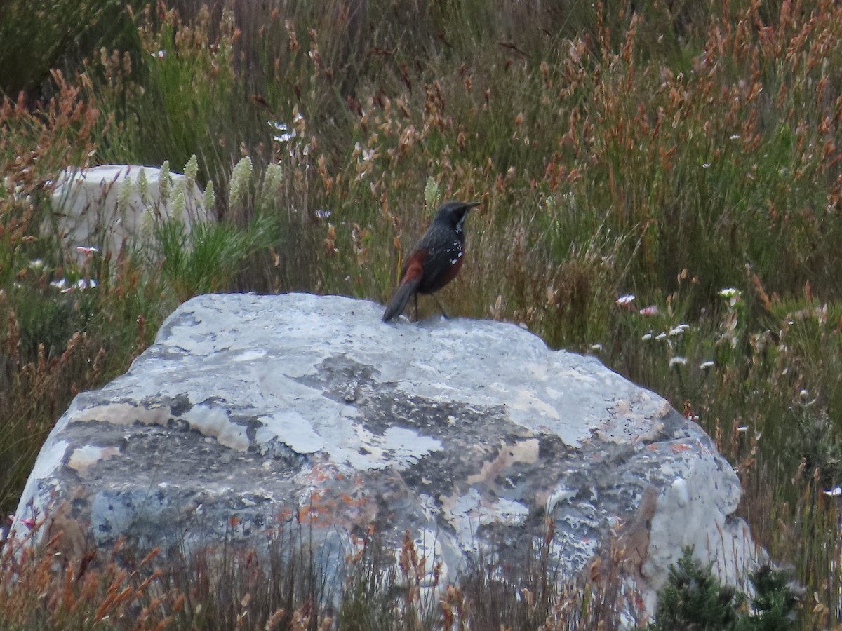Cape Rockjumper - ML642988713