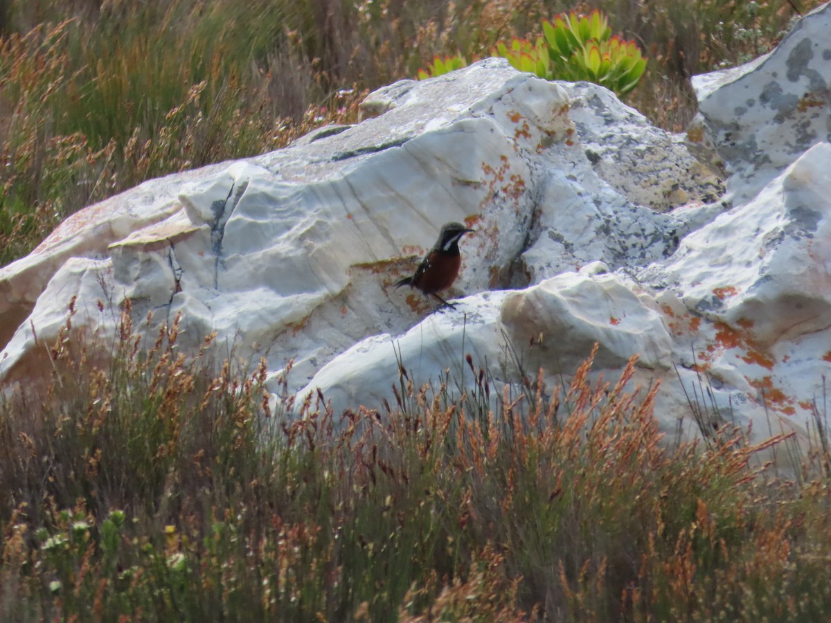 Cape Rockjumper - ML642988714
