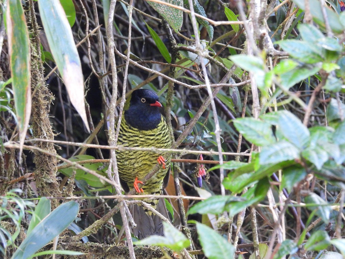 Barred Fruiteater - ML642988715