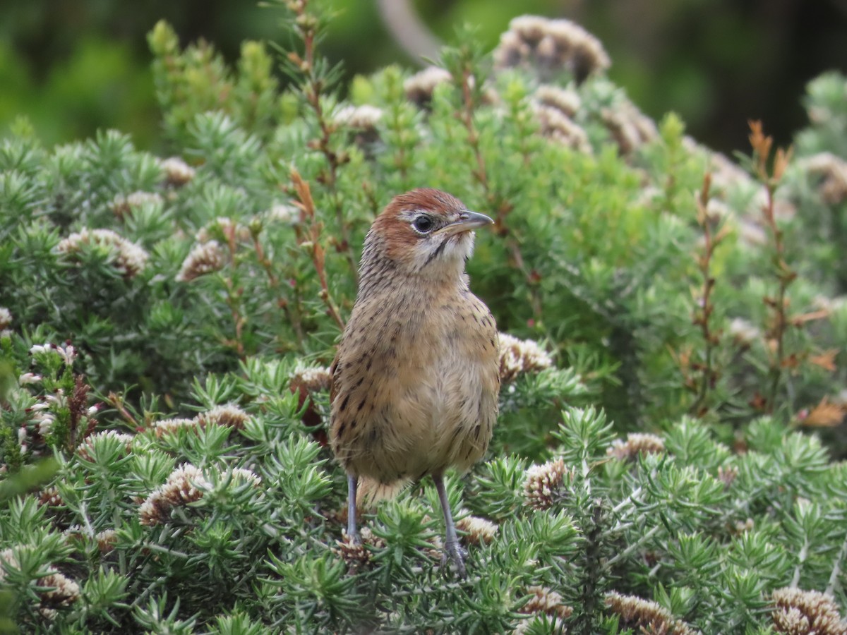 Cape Grassbird - ML642988716