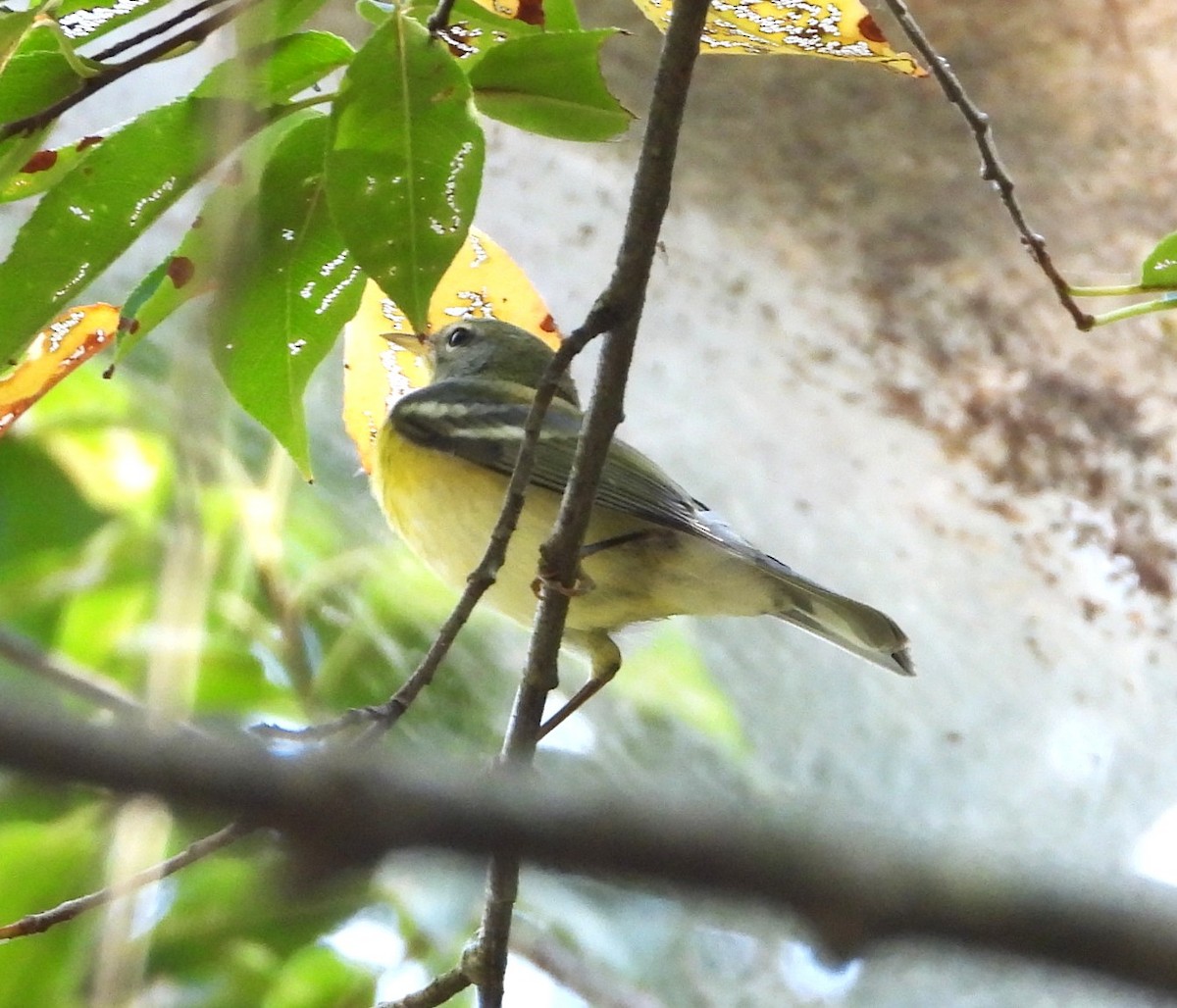Northern Parula - ML642988717