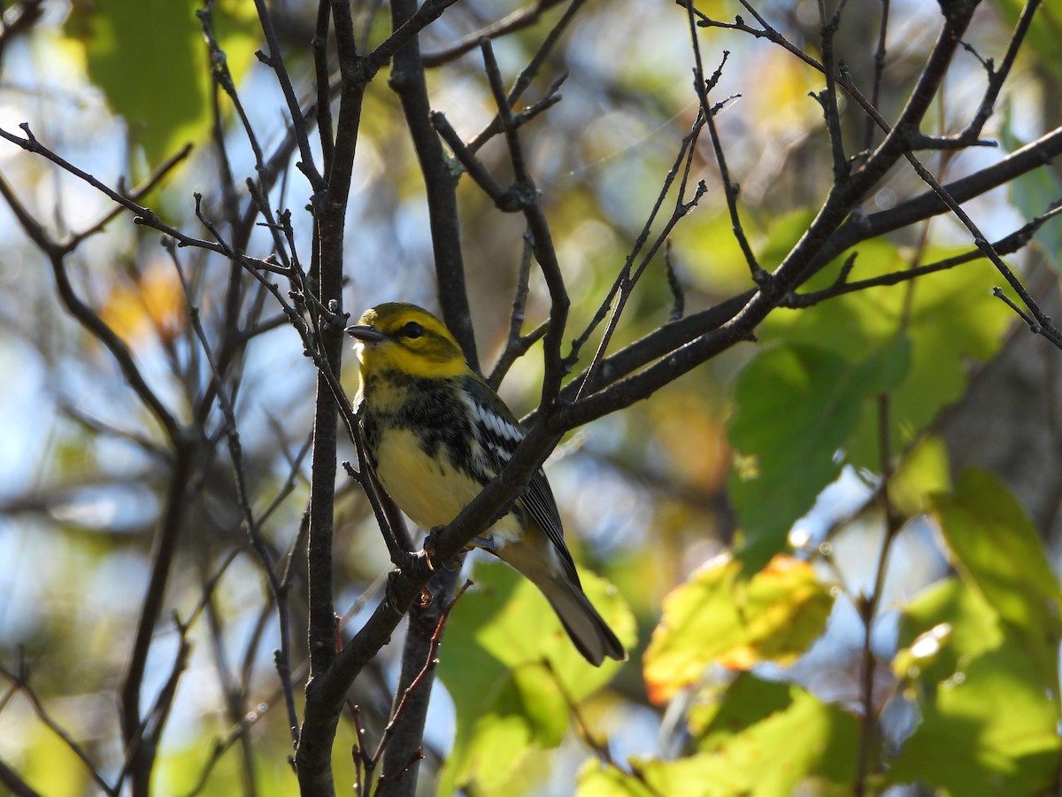 Black-throated Green Warbler - ML642988718