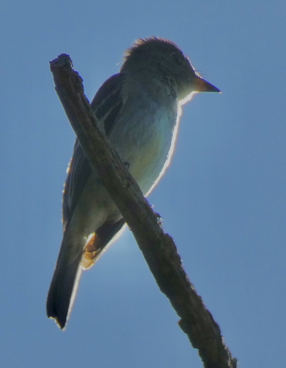 Eastern Wood-Pewee - ML642988719