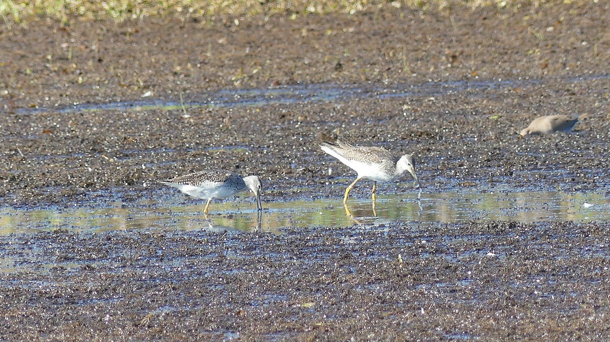 Greater Yellowlegs - ML642988723