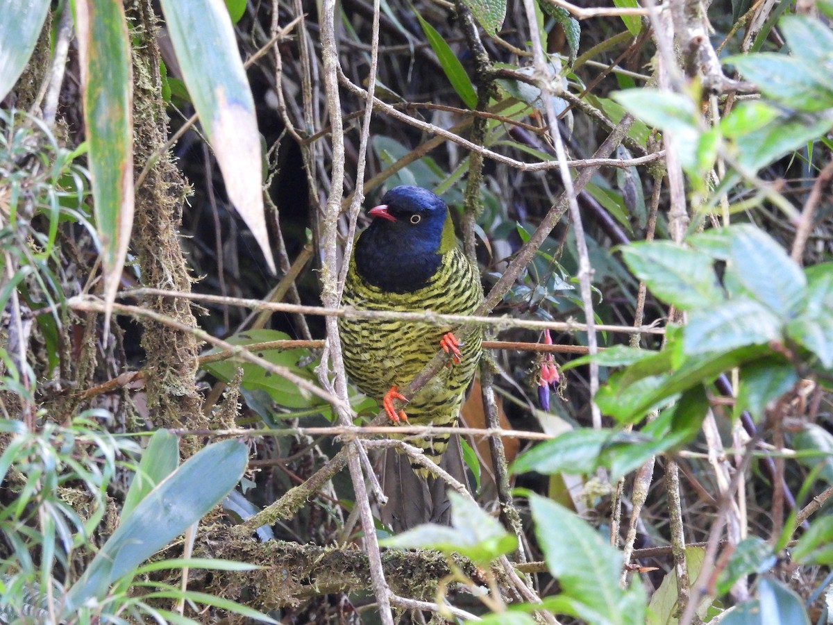 Barred Fruiteater - ML642988725