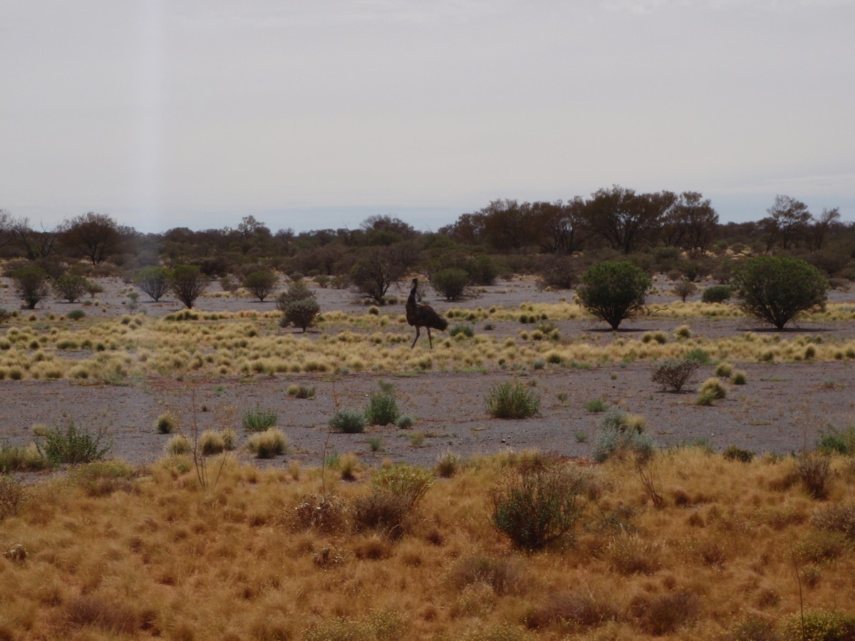 Emu - ML642988730