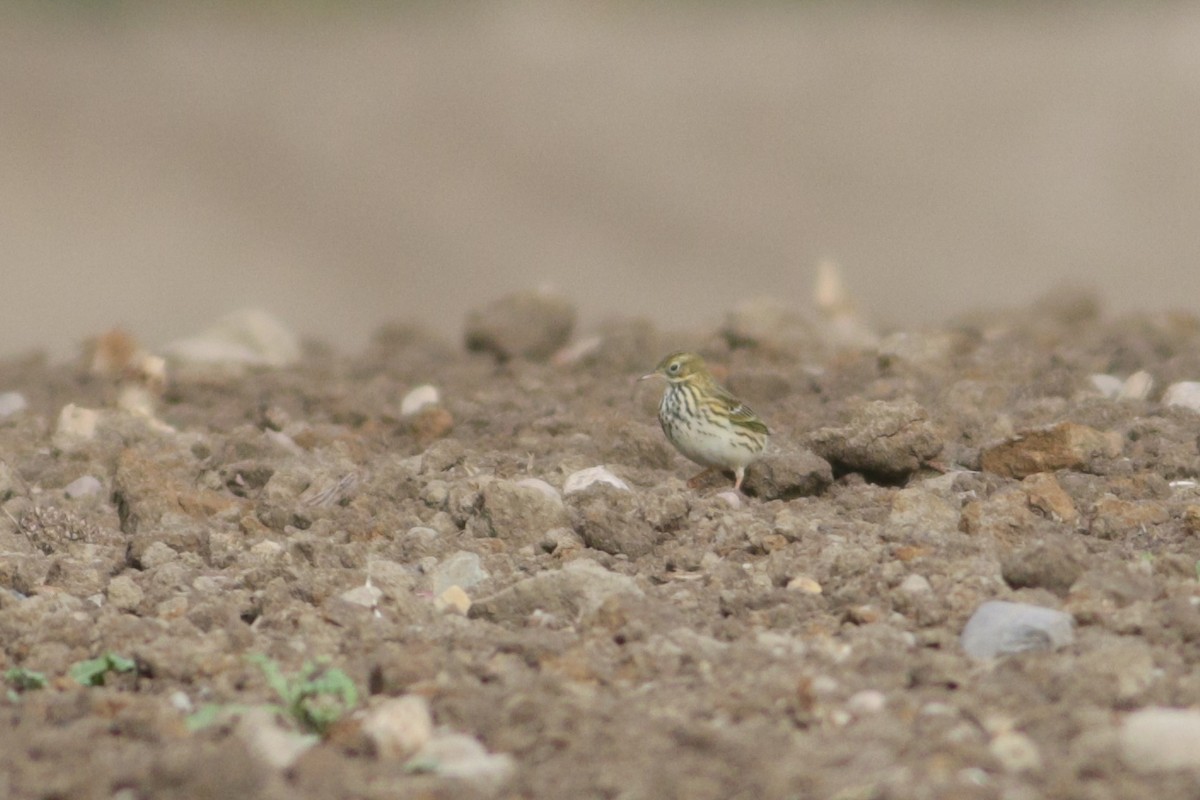 Meadow Pipit - ML642988747