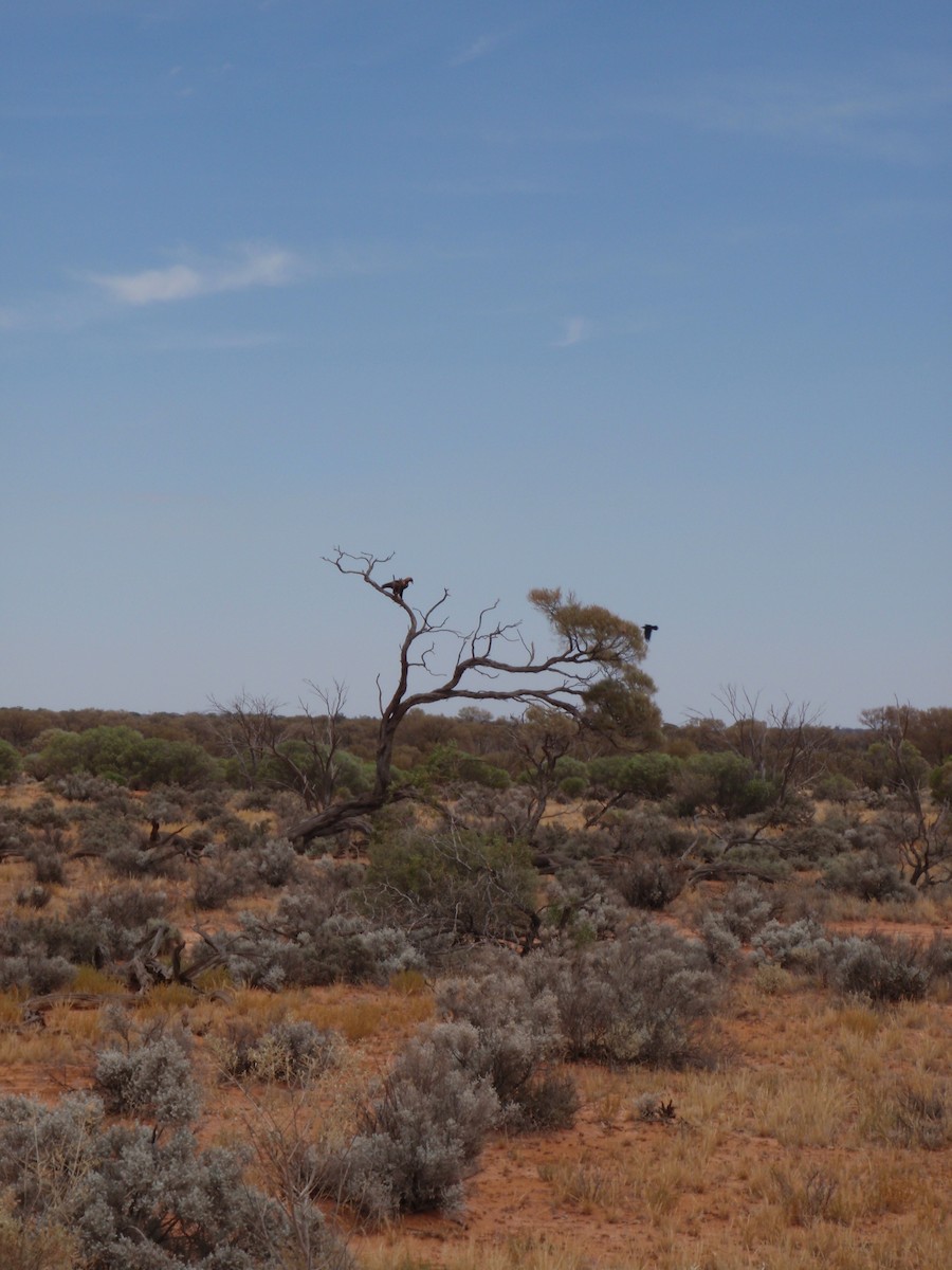 Wedge-tailed Eagle - ML642988754