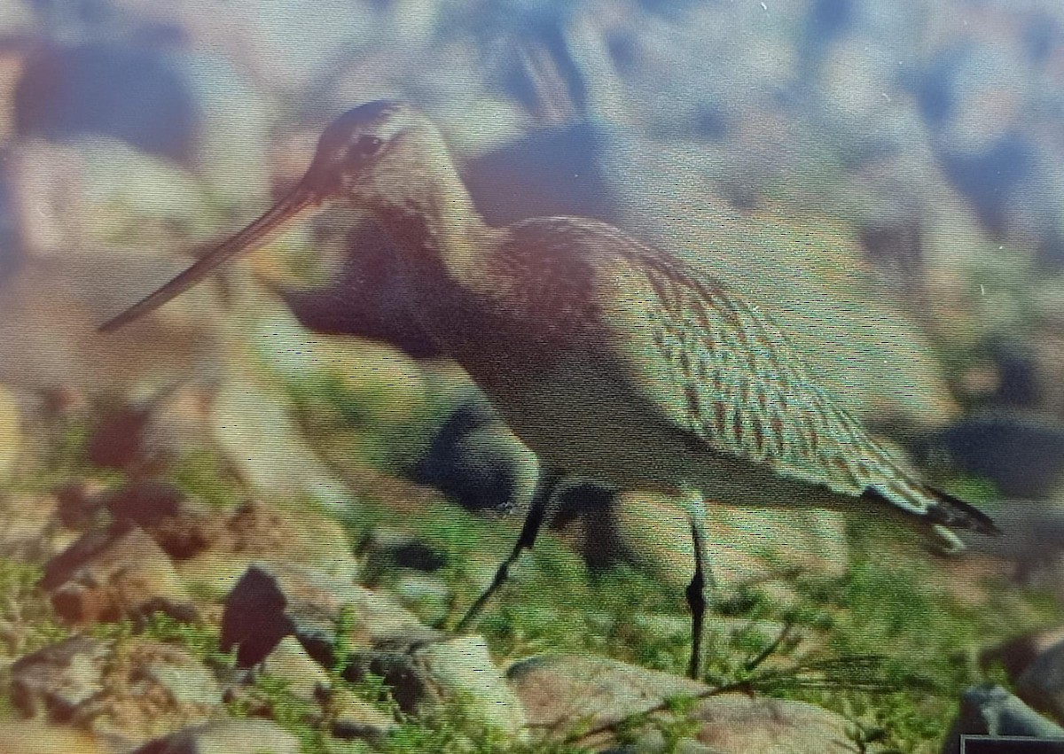 Bar-tailed Godwit - ML642988755