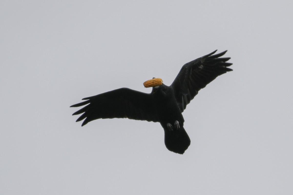 Common Raven - ML642988759