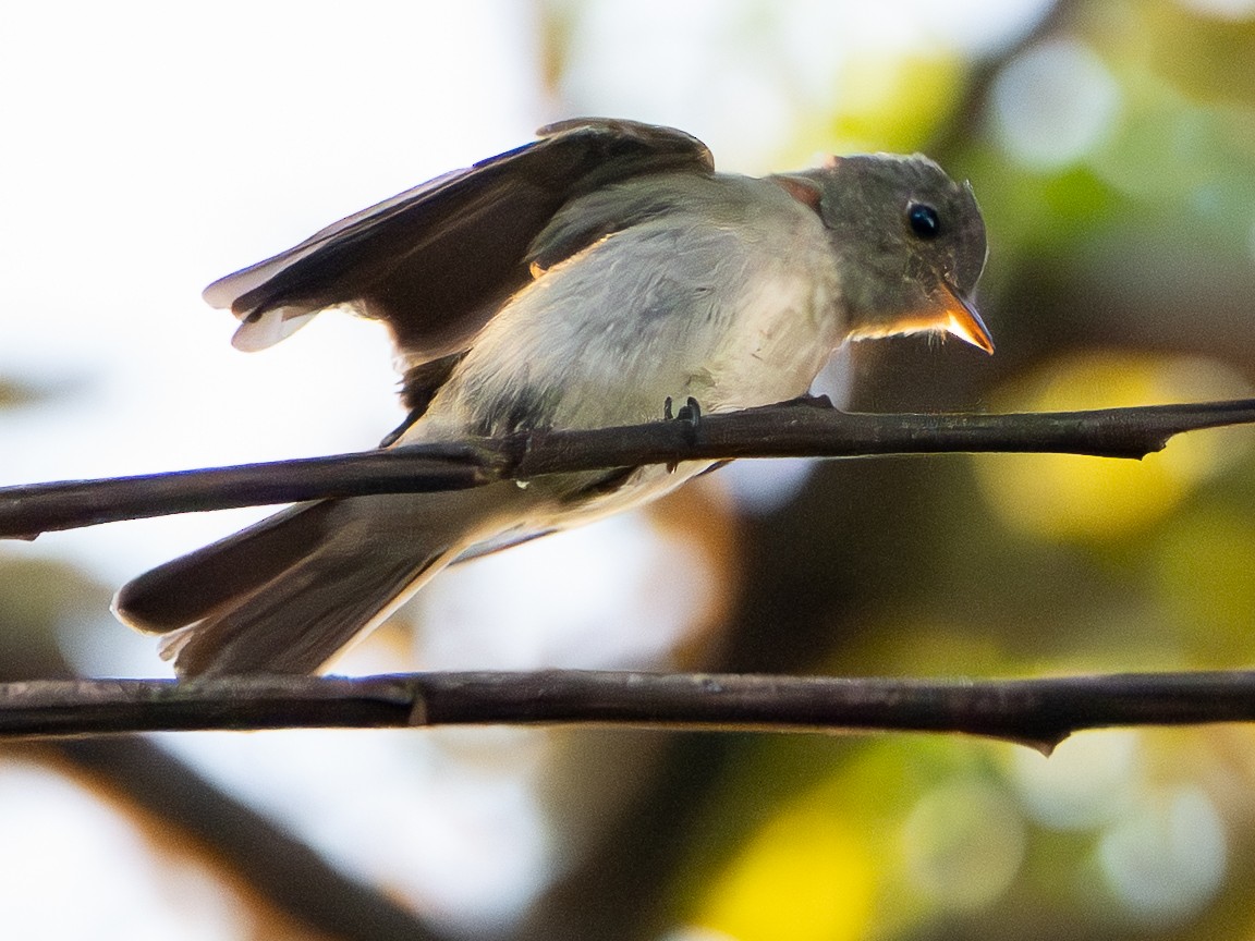 Western/Eastern Wood-Pewee - ML642988760