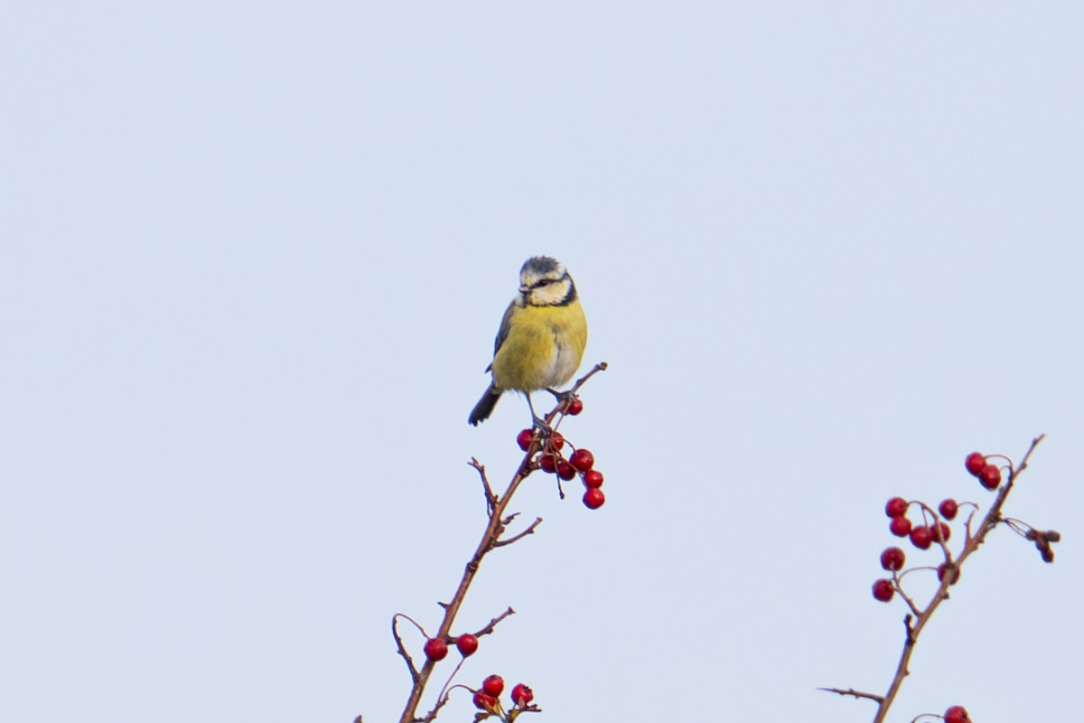 Eurasian Blue Tit - ML642988769