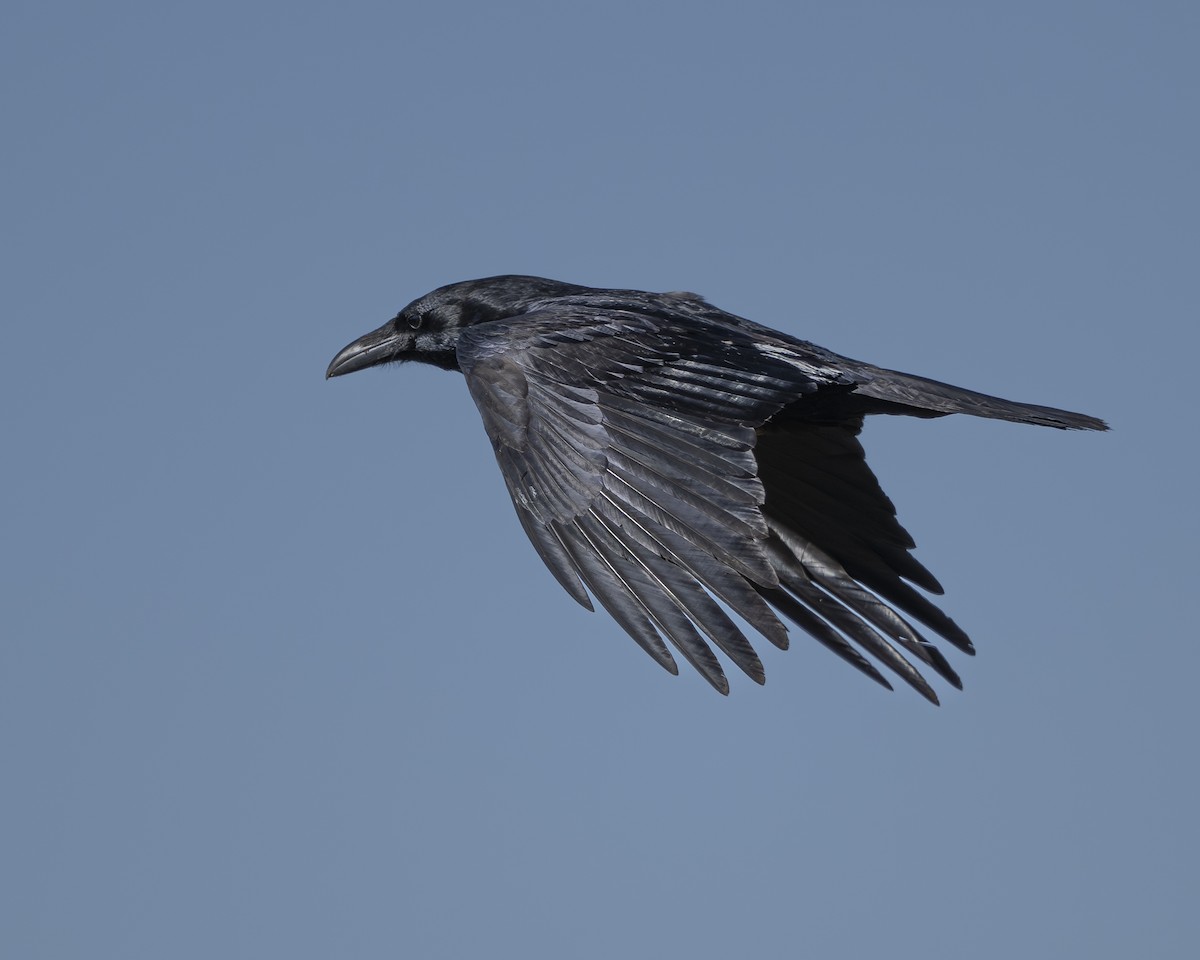Common Raven - ML642988787