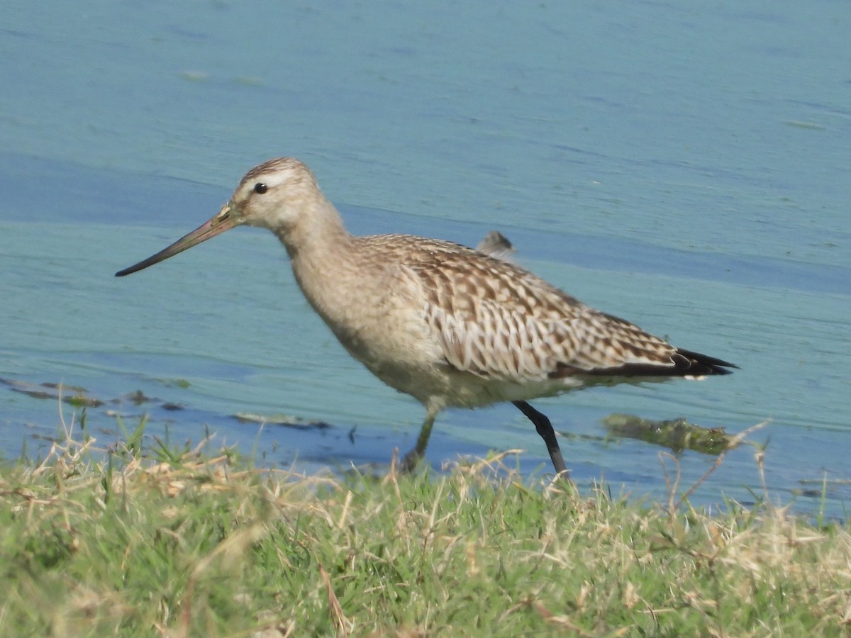 Bar-tailed Godwit - ML642988801