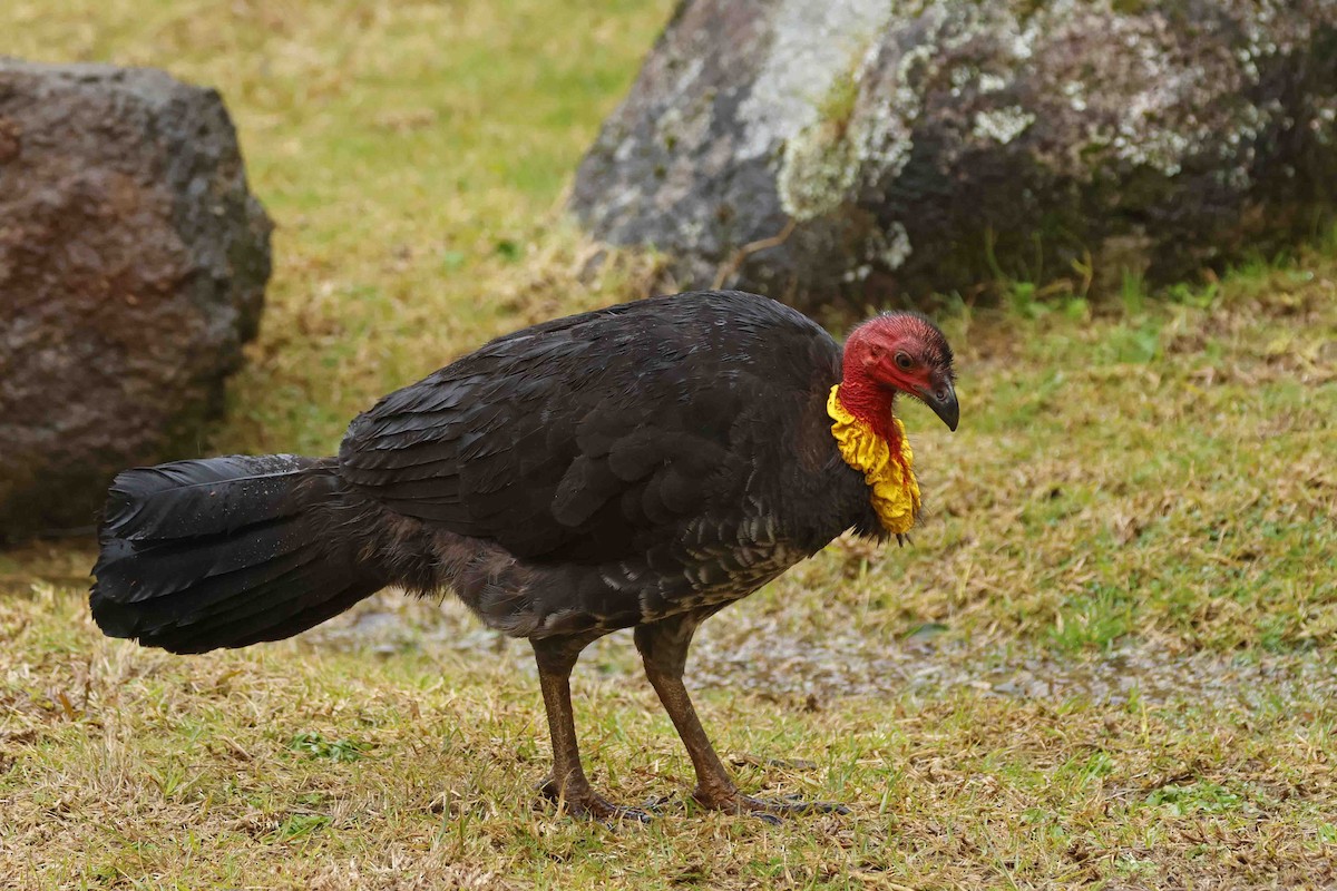 Australian Brushturkey - ML642988802