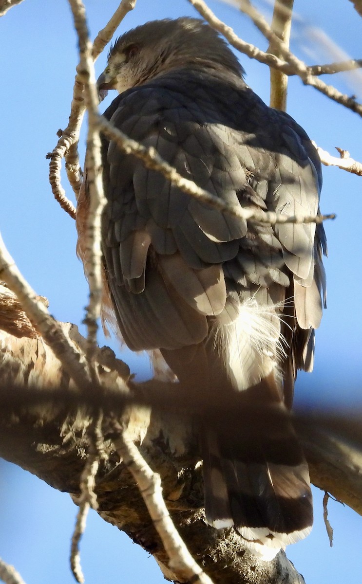 Cooper's Hawk - ML642988814