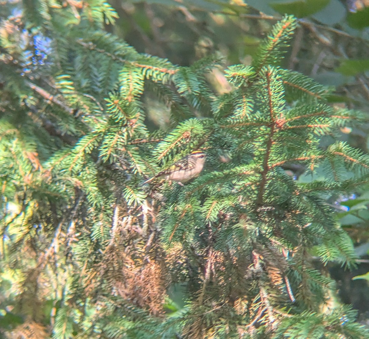 Golden-crowned Kinglet - ML642988815