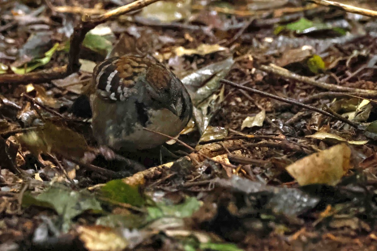 Australian Logrunner - ML642988816
