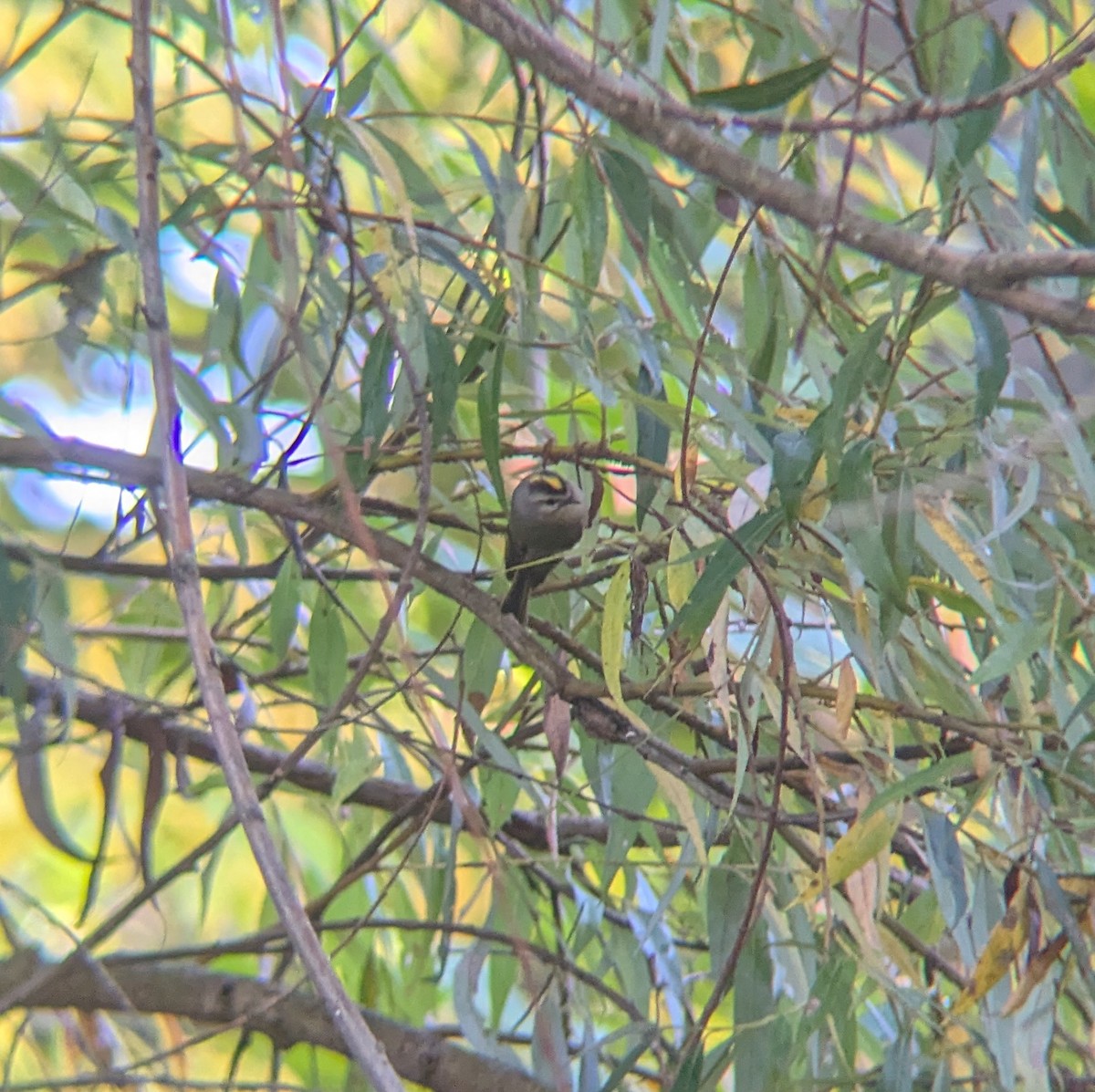 Golden-crowned Kinglet - ML642988832
