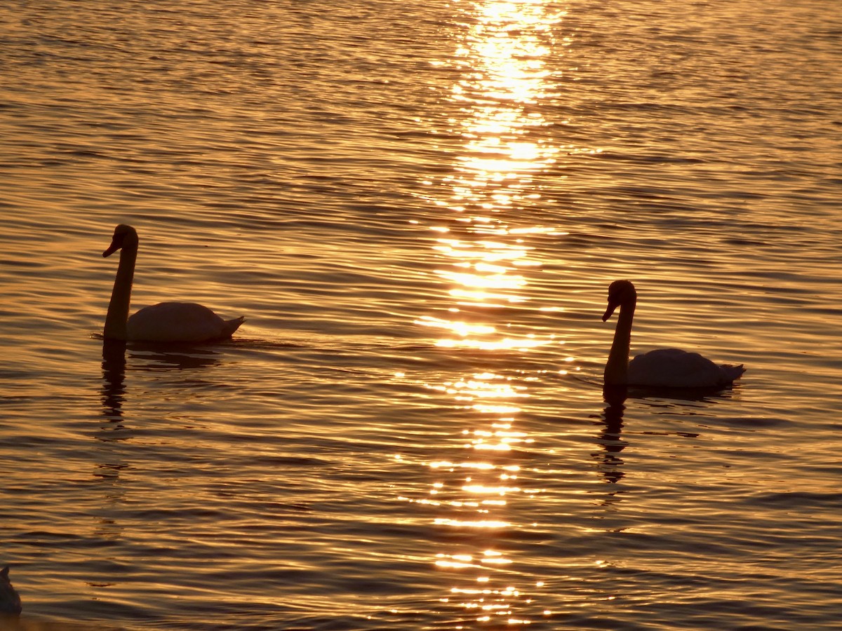 Mute Swan - ML642988837