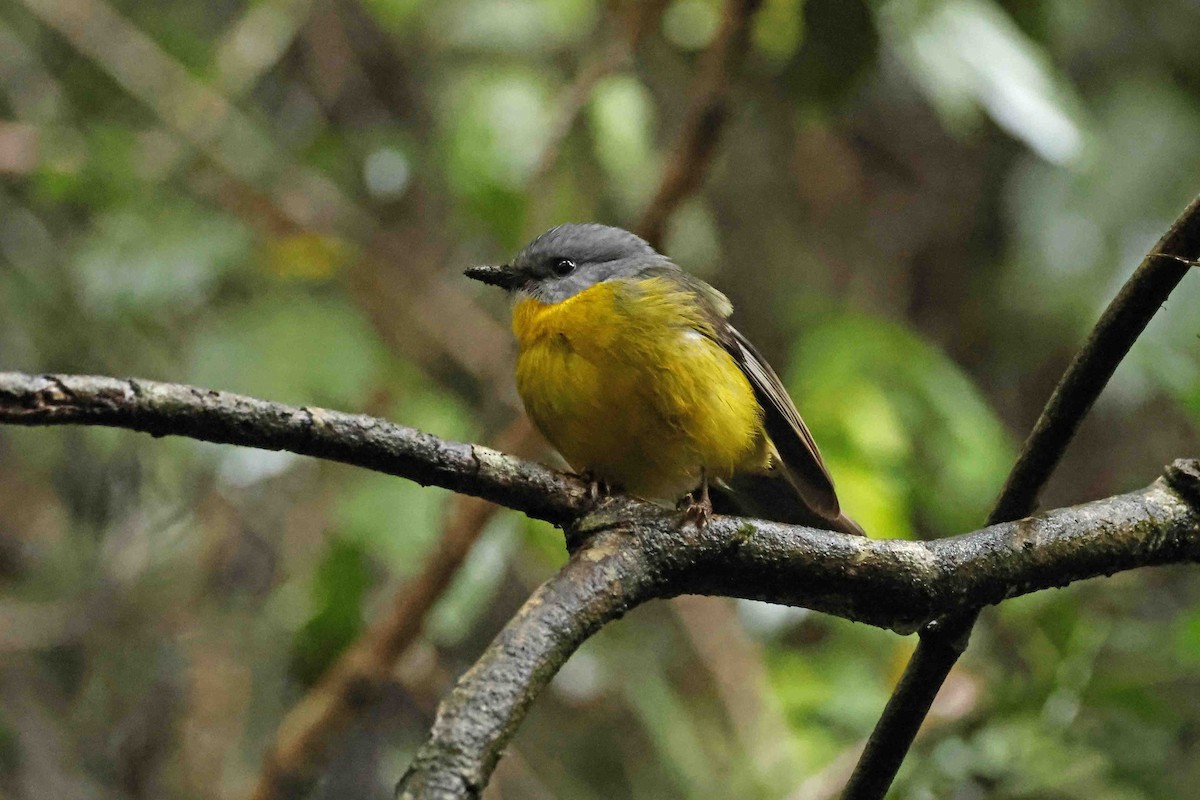 Eastern Yellow Robin - ML642988841