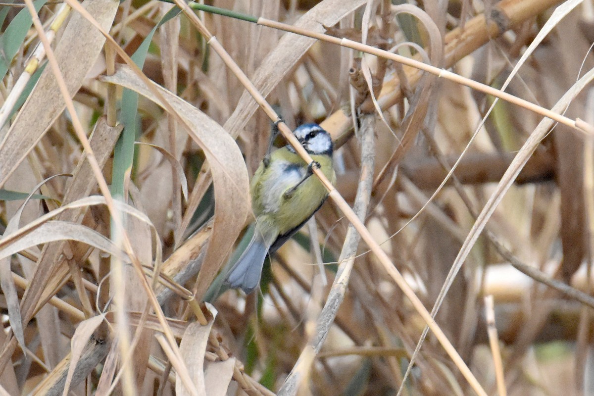 Eurasian Blue Tit - ML642988847