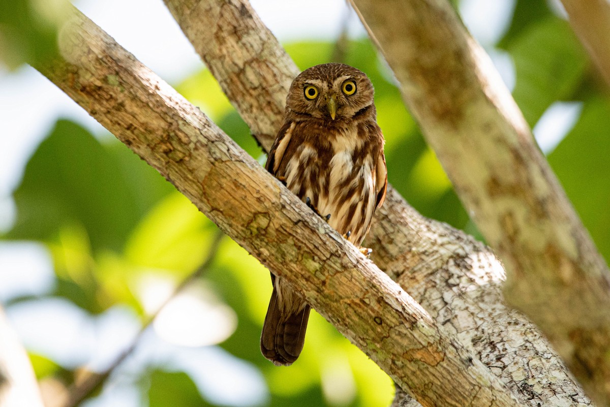 Ferruginous Pygmy-Owl - ML642988850