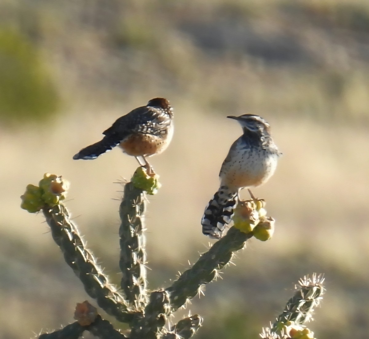 Cactus Wren - ML642988853