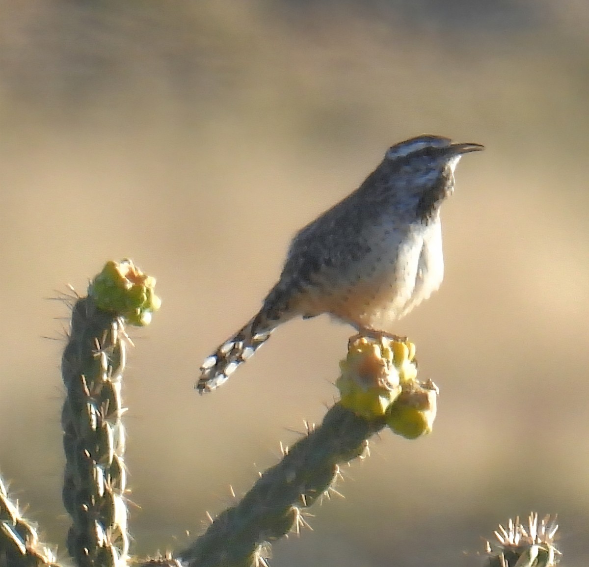 Cactus Wren - ML642988854