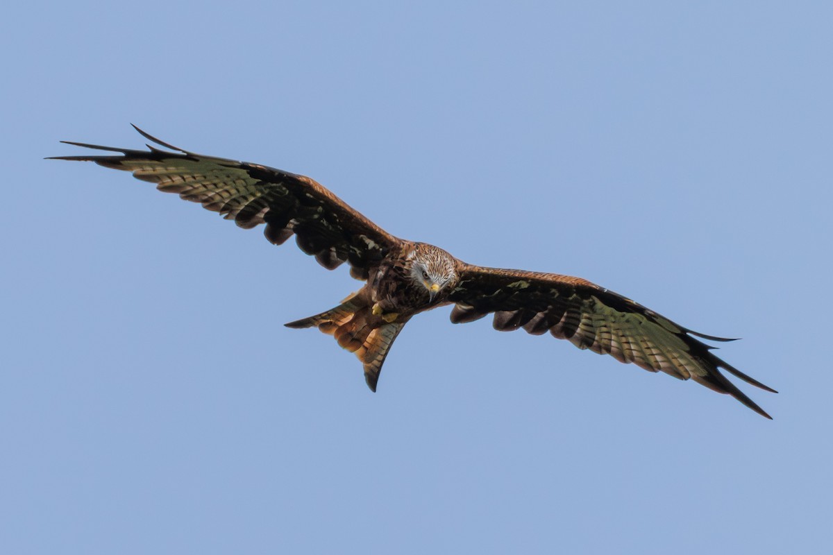 Red Kite - ML642988870