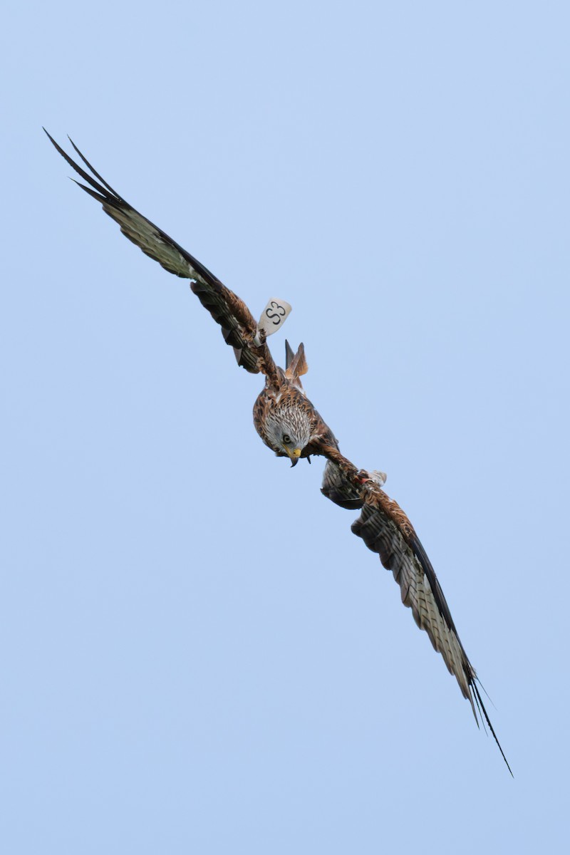 Red Kite - ML642988871