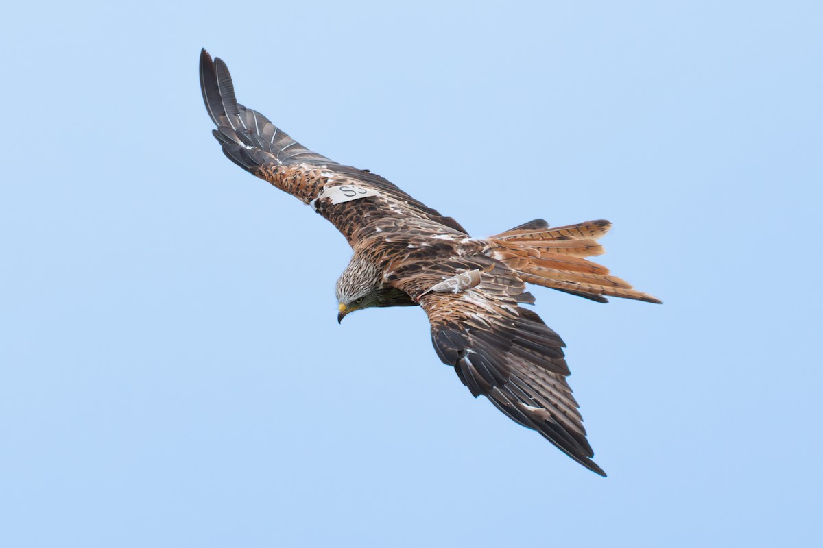 Red Kite - ML642988872
